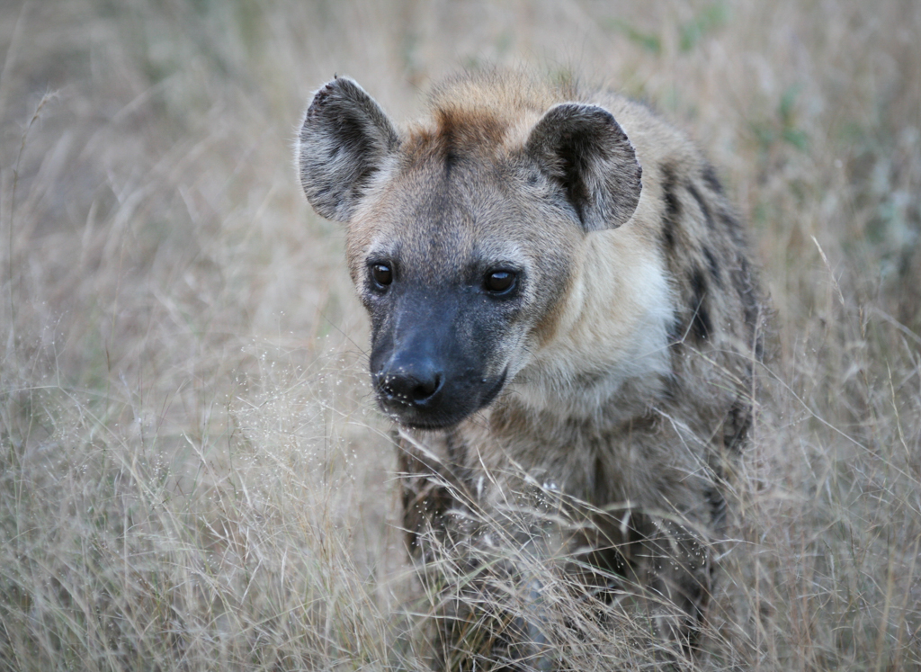 Nature In Class B By Terrie Ulery For Hyena Pup MAY-2019.jpg